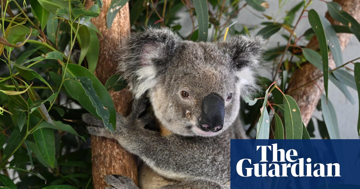 Week in wildlife: a huge tuna, cows on the lawn and a Dorset beaver's adventure