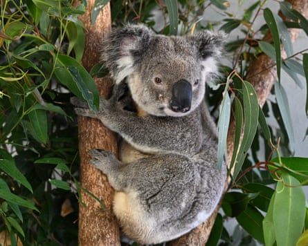 A koala being treated at a veterinary and ecology practice in Queensland in September 2025.