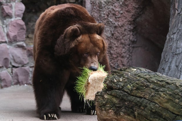 Weather brings Moscow Zoo bears out of hibernation month earlier than usual.