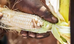 An armyworm devours a  farmer's maize in Kenya