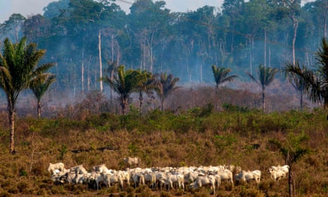 Cattle graze near a burnt area of the Amazon rainforest near Novo Progresso, Para state, Brazil.