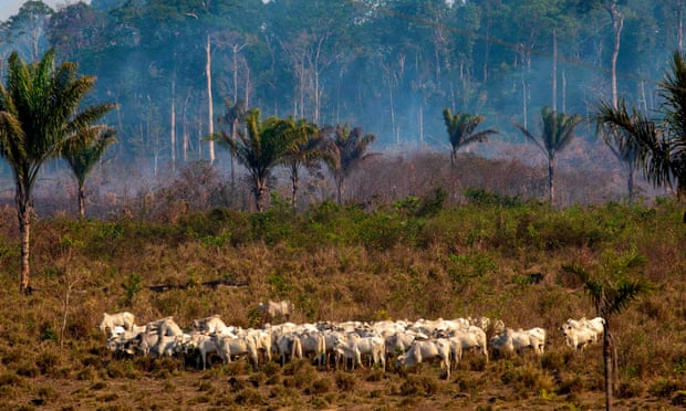 Cattle graze after a fire in the Amazon rainforest near Novo Progresso, Brazil, August 2019.