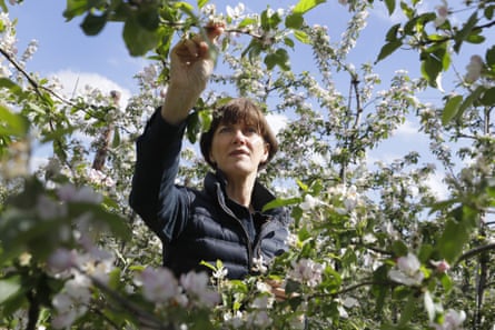 Ali Capper inspects the blossom on her apple trees at her farm in Worcestershire.
