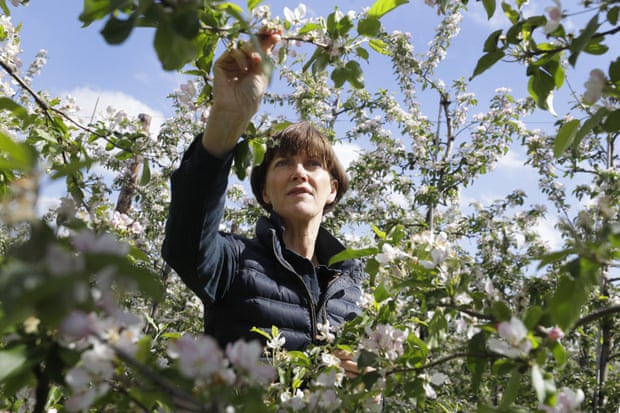 Ali Capper inspecte la floraison de ses pommiers dans sa ferme du Worcestershire.