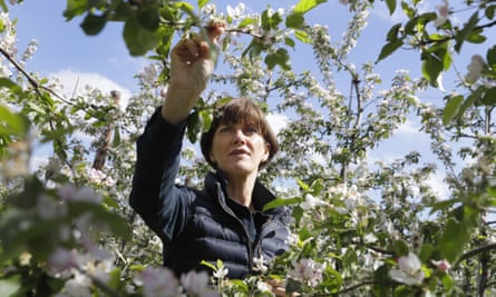Ali Capper inspects the blossom on her apple trees at Stocks Farm in Suckley, Worcestershire