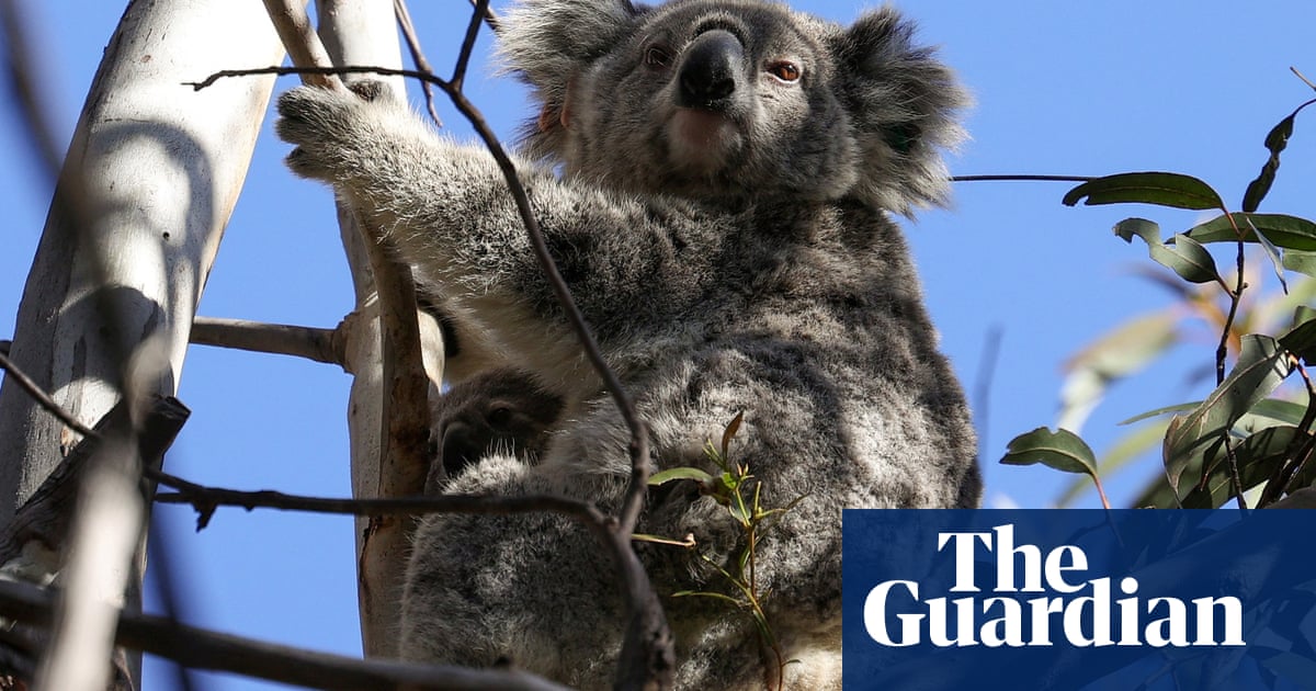 Queensland koala funding diverted to rollercoaster could be much better spent, experts say
