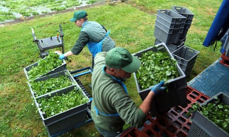Bins of watercress being loaded on to a lorry near Alresford, Hampshire