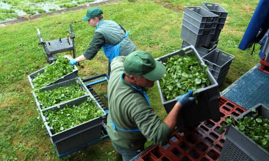 Watercress production in Hampshire.