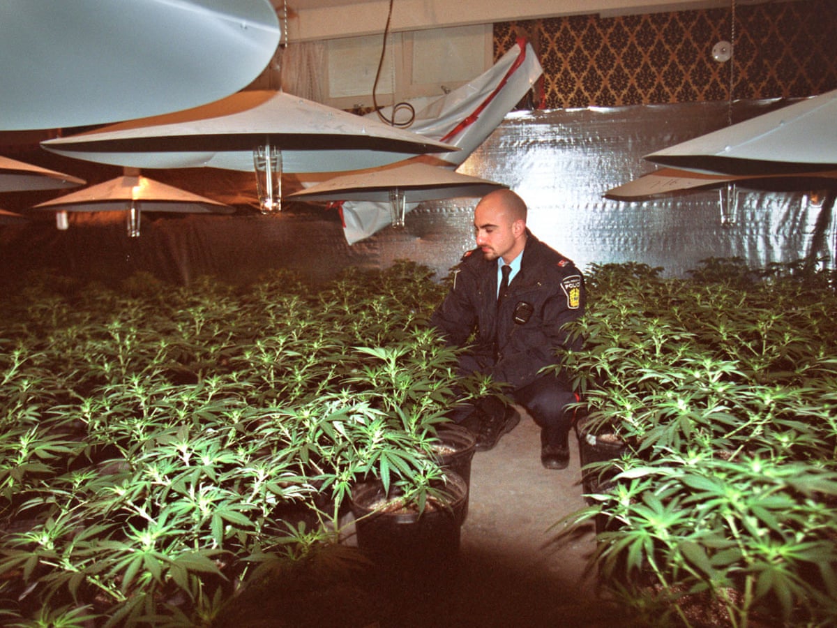 I Served 20 Years For Cannabis. Now The Police Are Cashing In On It | Rosie  Rowbotham | The Guardian