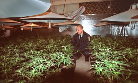 Peel police Costable Barrett Hagopian examines marijuana plants in basement of home on Bridgewood Drive in Mississauga.