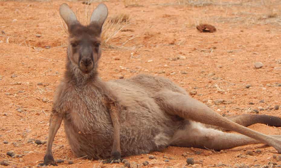 A western grey kangaroo