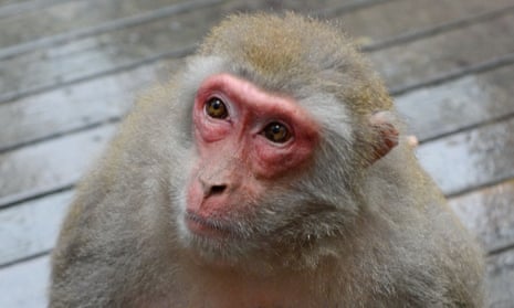 Macaques bred in south Florida are the subject of federal and district scrutiny.