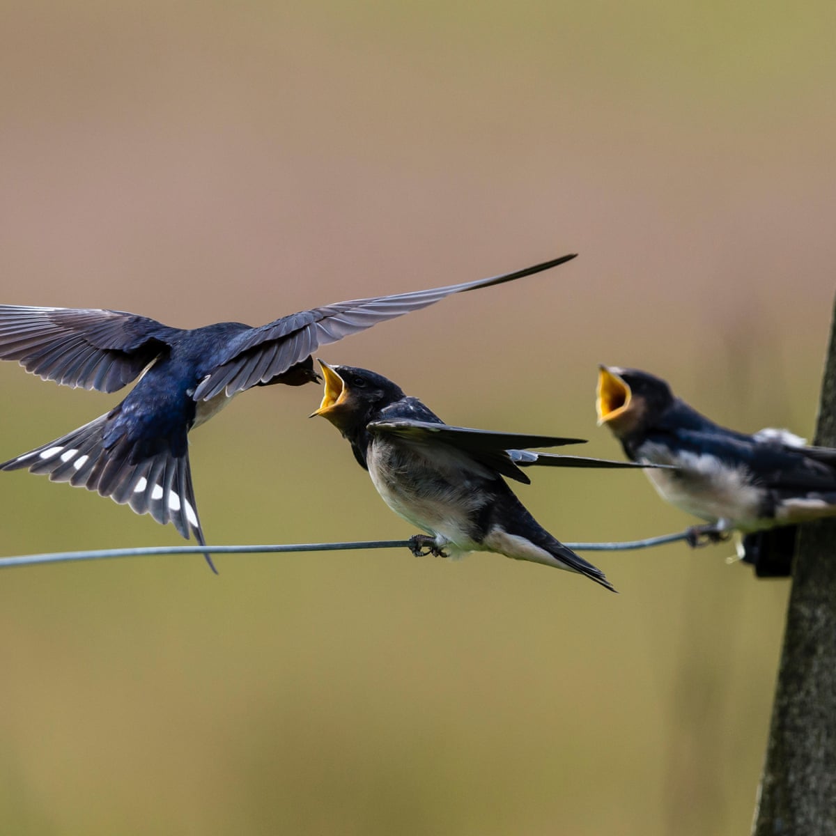 Le point de vue du Guardian sur les hirondelles et les martinets : les messagers de la nature | Editorial | The Guardian