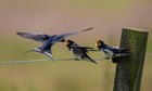 The Guardian view on swallows and swifts: nature's messengers | Editorial
