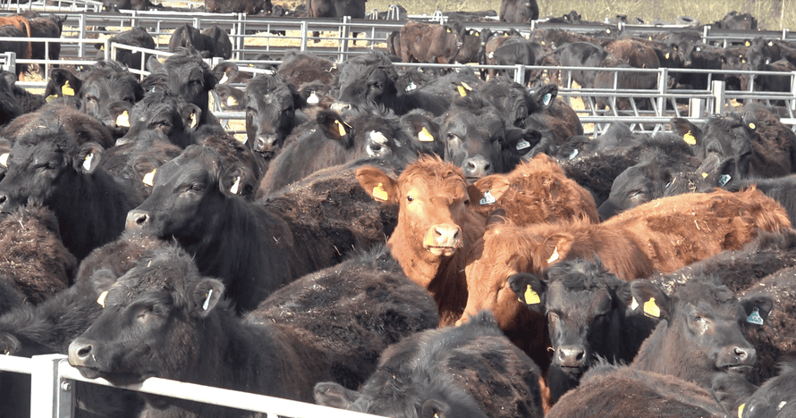 Cows