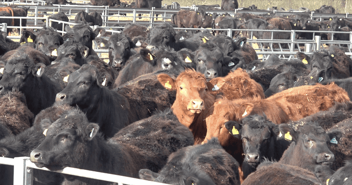 Revealed Industrial Scale Beef Farming Comes To The Uk