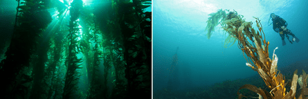Kelp forest heathy (L) vs degraded (R)