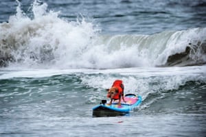 Carson, an 11-year-old terrier, catches a wave.