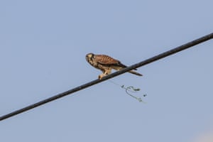 Bird on a wire