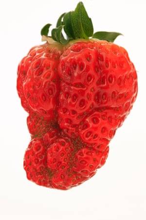 A strawberry unlikely to make it on to a supermarket shelf.