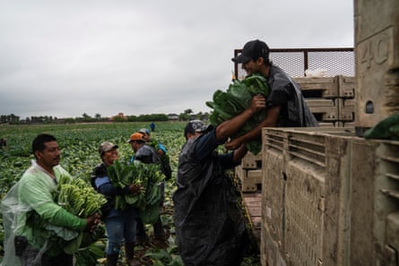 Farmworkers hand over the collard green bunches that they harvested in the Rio Grande Valley in Texas.