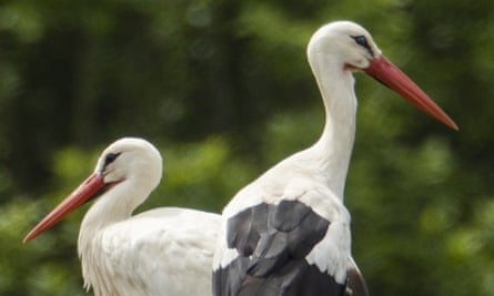 A pair of white storks, one of several breeding pairs in an area of Horsham.