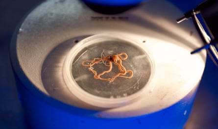 A brittle star under a light in a lab