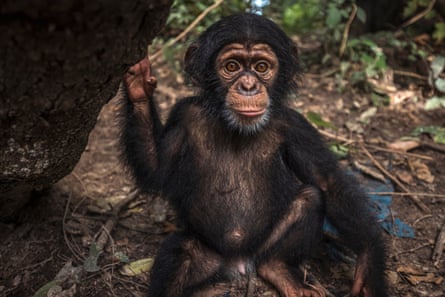 Portrait of Pepe, a one-year-old baby chimp 