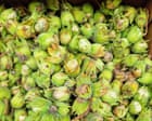 Let’s go nuts in the garden – and the cobnut is a great place to start