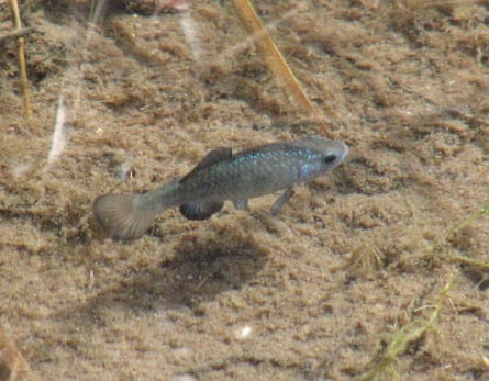 a fish