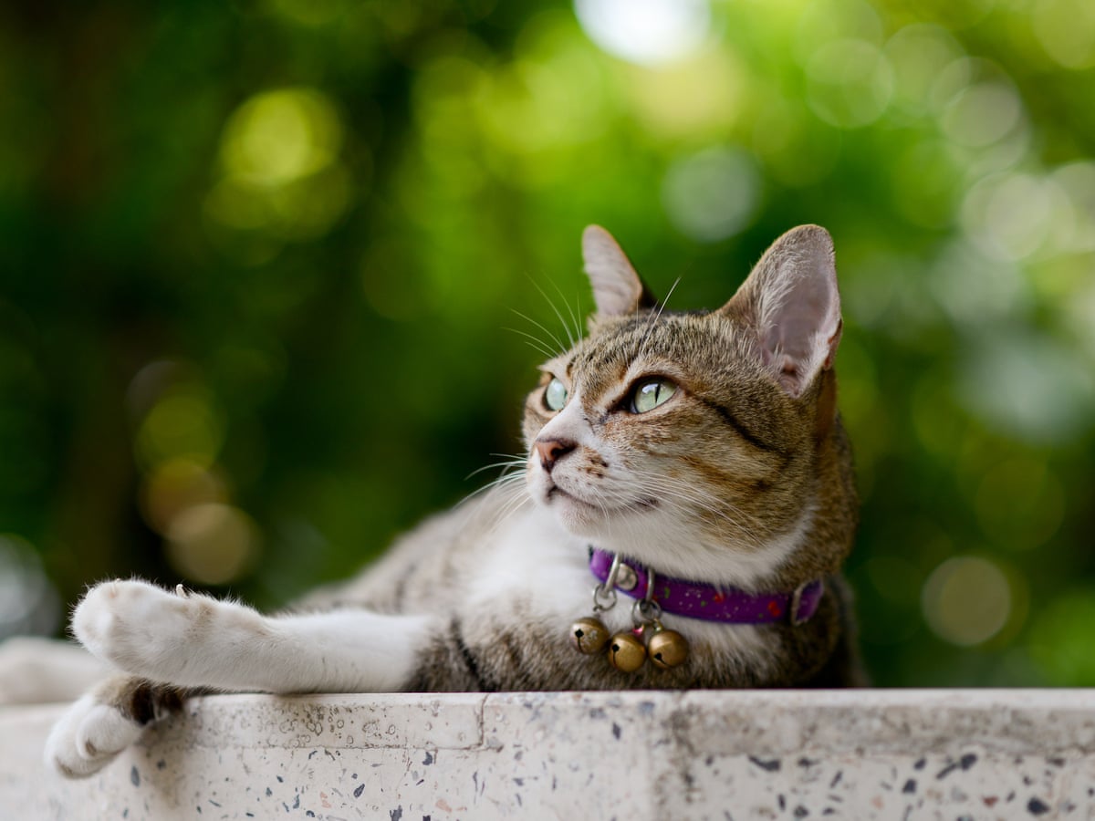 Meaty Meals And Play Stop Cats Killing Wildlife Study Finds Animal Behaviour The Guardian