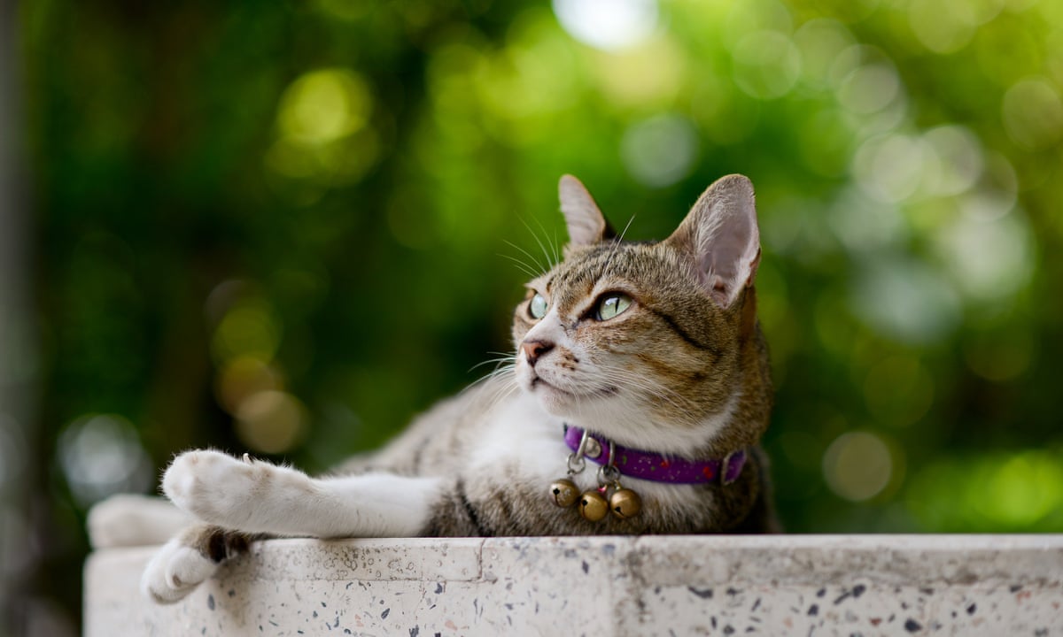 Meaty Meals And Play Stop Cats Killing Wildlife Study Finds Animal Behaviour The Guardian