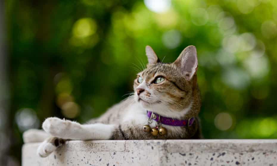 Meaty Meals And Play Stop Cats Killing Wildlife Study Finds Animal Behaviour The Guardian Meaty Meals And Play Stop Cats Killing Wildlife Study Finds Animal Behaviour The Guardian