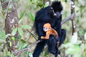 A Francois’ leaf monkey is seen with a cub in the Mayanghe National Nature Reserve in Guizhou Province, China.