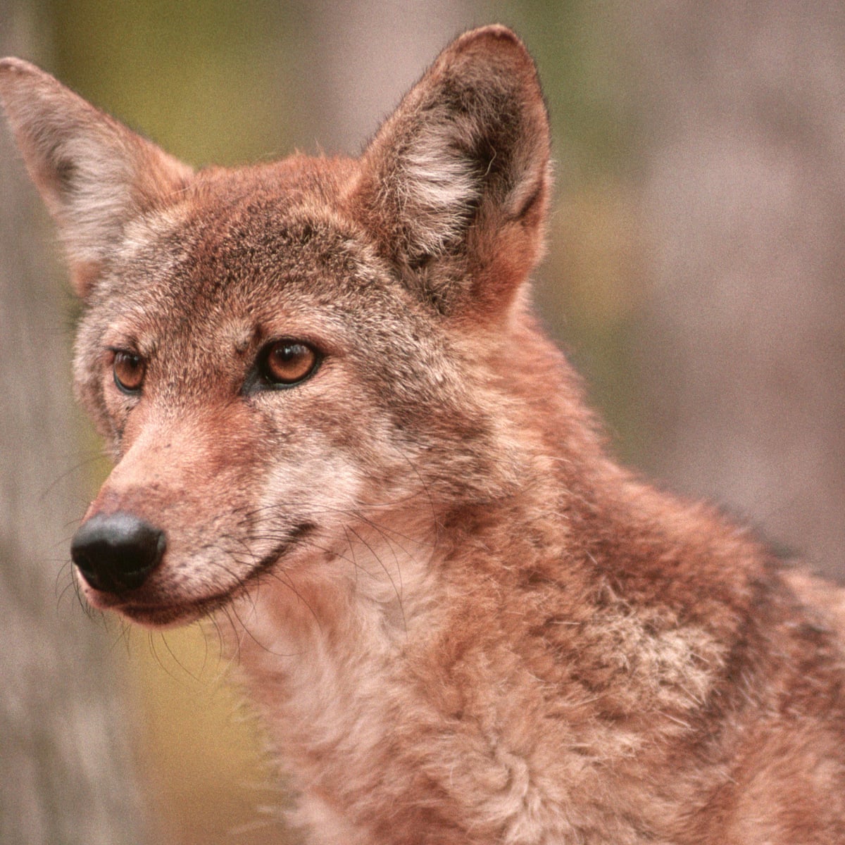 protect endangered red wolf