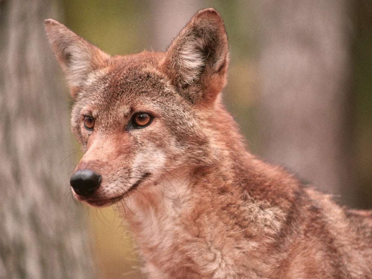Conservation groups allege US has failed to protect endangered red wolf | North Carolina | The Guardian