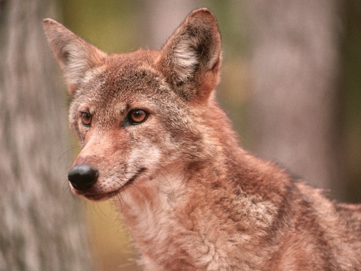 Conservation groups allege US has failed to protect endangered red wolf |  North Carolina | The Guardian