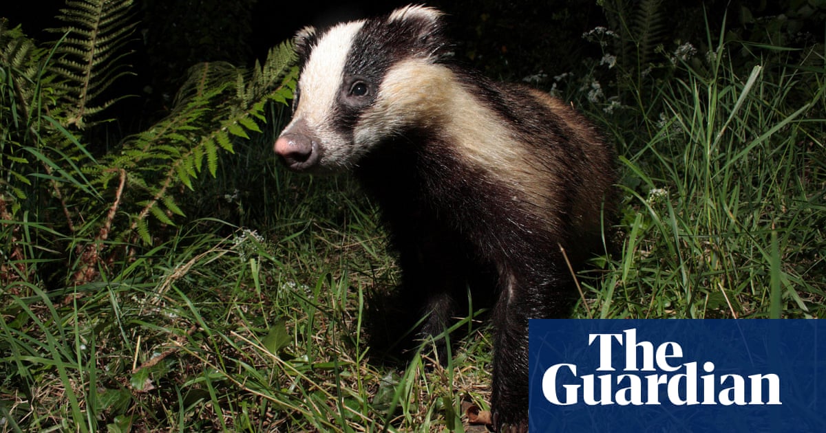 Of hungry badgers and hidden worms | Badgers | The Guardian