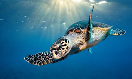 A loggerhead sea turtle underwater