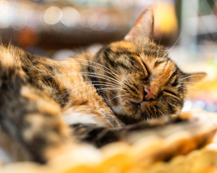 NIH funds new cat experiments despite pledge to phase them out, watchdog reports