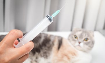 a staged photo of a concerned-looking cat on a treatment table and a human hand holding a syringe