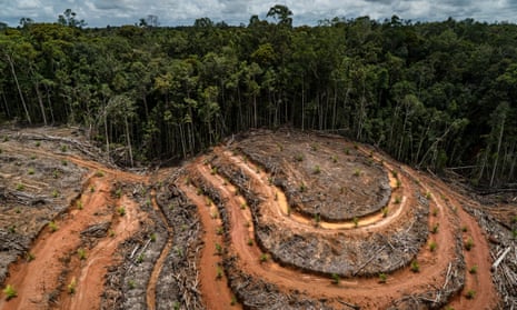 Deforestation at the PT Megakarya Jaya Raya palm oil concession in the Indonesian province of Papua