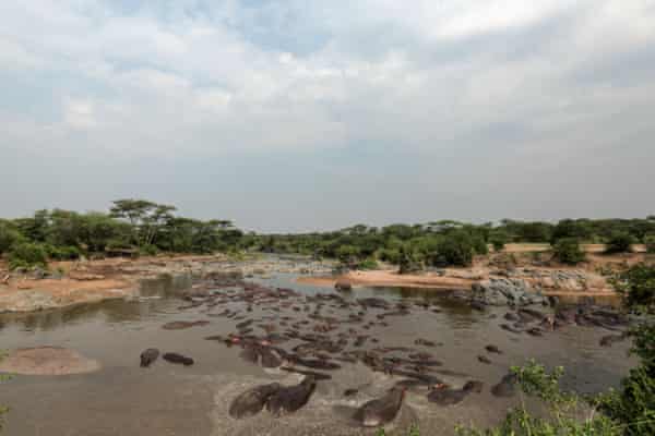 タンザニア北部、アルーシャの西にあるセレンゲティ国立公園で水浴びするカバ。