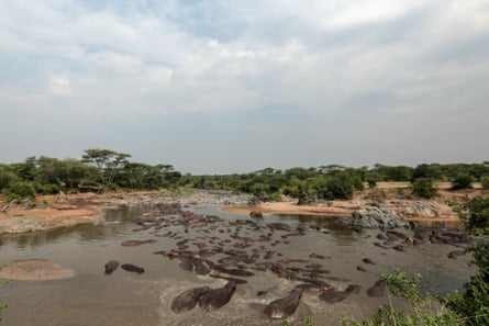 Hippos bathe in Serengeti National Park, west of Arusha, northern Tanzania.