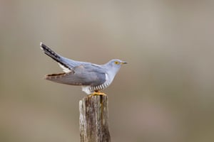 The cuckoos all carry tiny lightweight satellite tracking devices as they make their journey from the breeding grounds in the UK to Africa. Over the past five years, the signals of 50 cuckoos have been helping a team of researchers from the British Trust for Ornithology gain information about what happens to them when they have left the shores of the UK. The trust hopes it will help to solve the problem of why the cuckoo population has halved in the UK in the past 20 years.