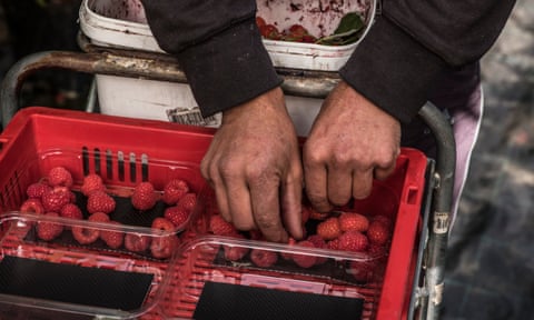 Raspberry pickers from Romania and Bulgria