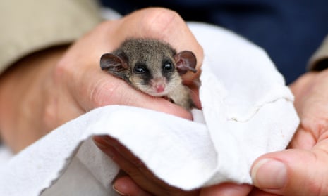 An eastern pygmy possum is being held in someones hand in a white sheet