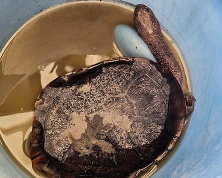 Turtle in bucket