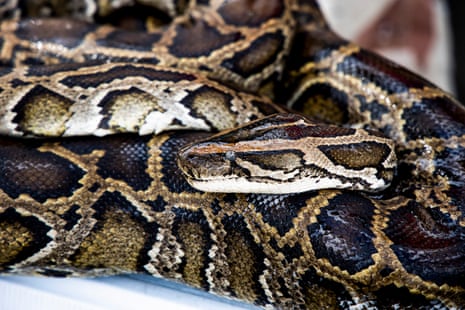 a Burmese python