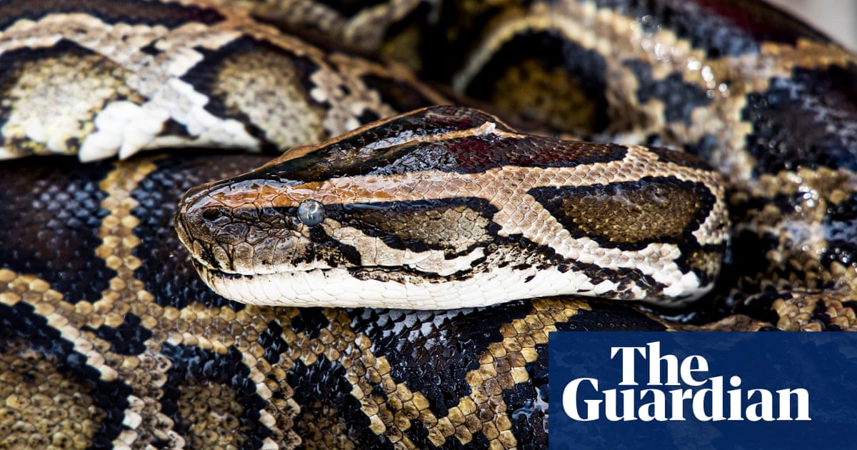 Wildlife experts capture 500lb of mating Burmese pythons in Florida | Florida